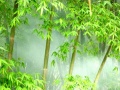 大庄推荐“绿色”园林进行时之“竹韵馨园”