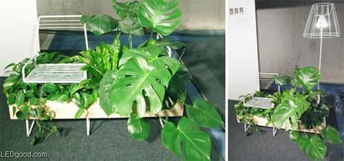 花非花灯非灯LED绿色植物灯(组图) 