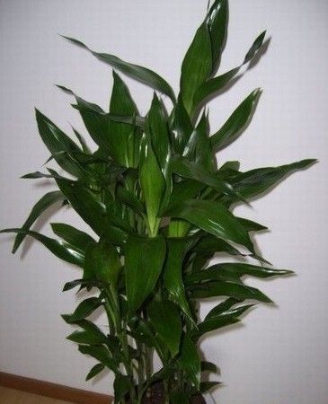 2012年旺家风水植物大全