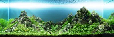 水草造景：玻璃缸中的大自然