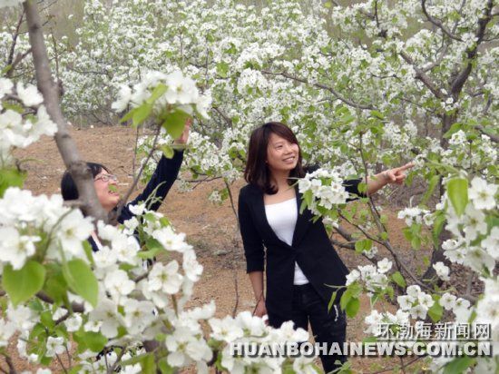 迁安:千亩果园花香醉游人