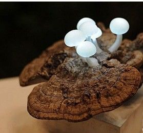 LED蘑菇灯 回收木材再利用 