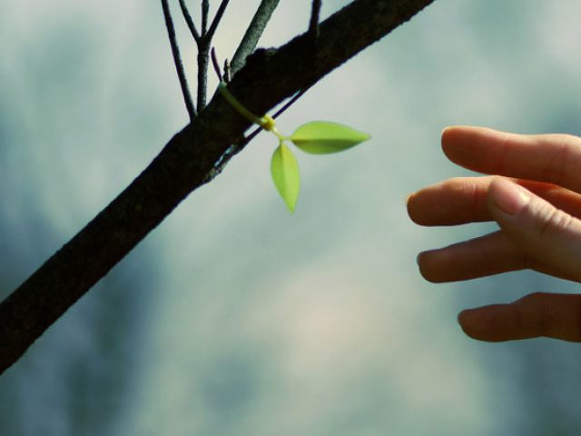 给生活加点生气 Leaf tie小嫩芽绕线器(组图) 