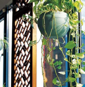 阳台空间有限适合栽种攀藤或蔓生植物