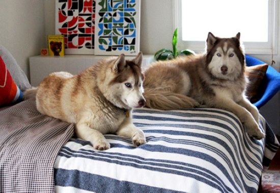 简约舒适 单身家居系列：一个男人 两只狗（图） 