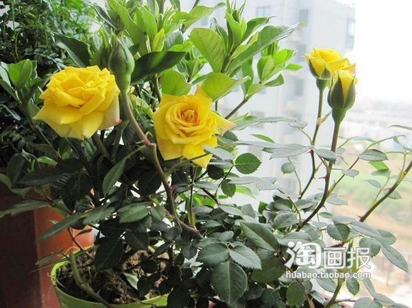 花小钱扮靓家 网友2万清包50平美窝（组图） 