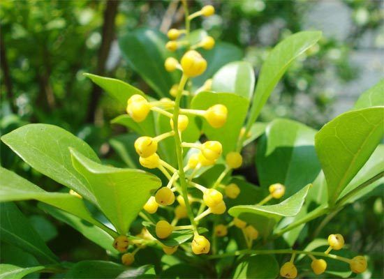 家居健康好风水 植物为家居添生机