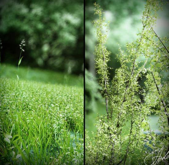 依森林而建的可爱小屋 让你面朝大海春暖花开 