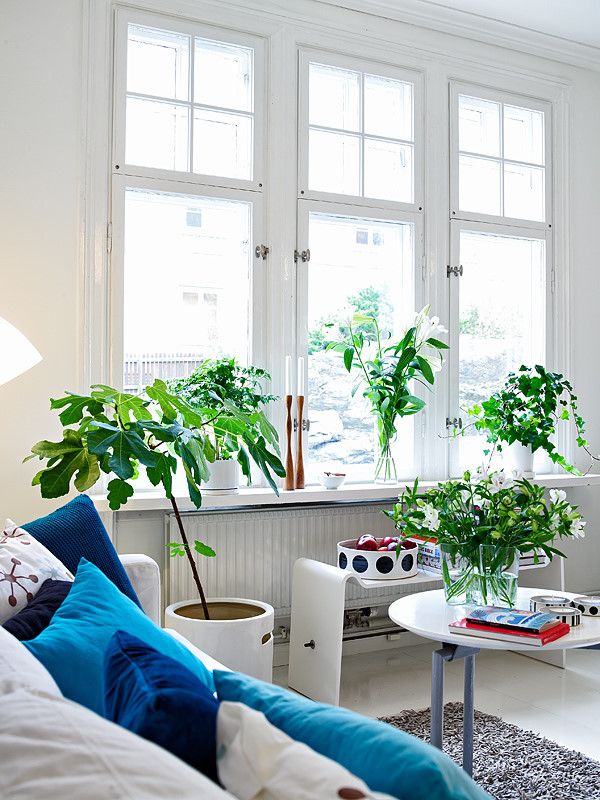 白色系北欧风单身公寓 植物为家添生气（图） 