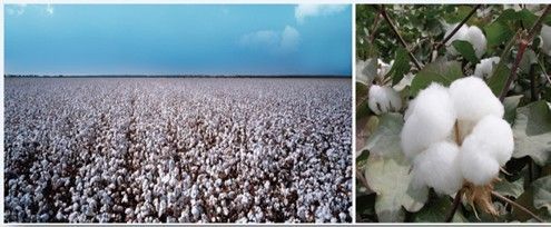 维科新疆长绒棉生产基地