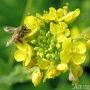 蜂花粉的作用与功效 蜂花粉的食用方法